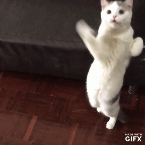 Танцующие котики гиф. Кот танцует. Гиф танец кота. Котятки танцуют. Танцующий котенок.