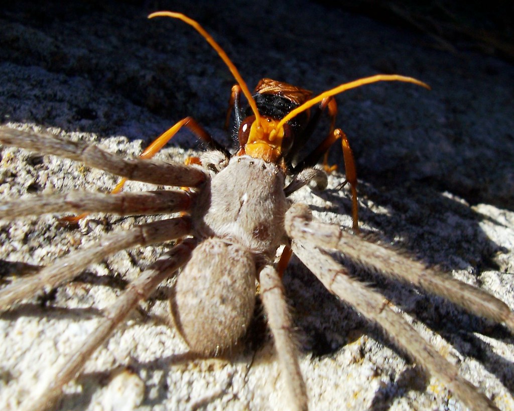 Фото пауков в австралии. Паук Хантсмен Австралии. Huntsman Spider паук-охотник. Огромные австралийские пауки. Австралия живность пауки.