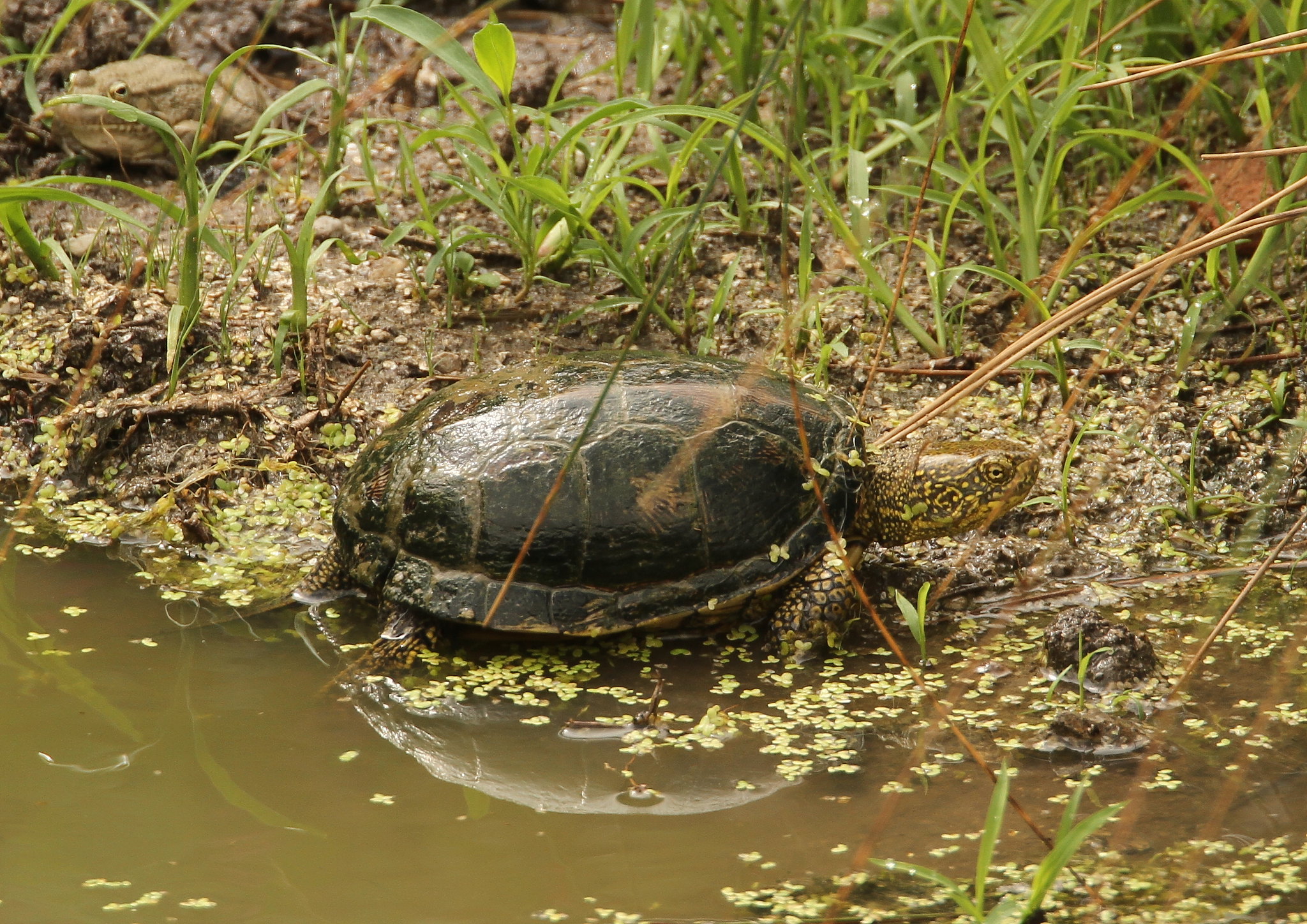 Чем питаются болотные. Европейская Болотная черепаха. Болотные черепахи в Тамбовской области. Аквариум для Болотной черепахи. Болотная черепаха в Подмосковье.