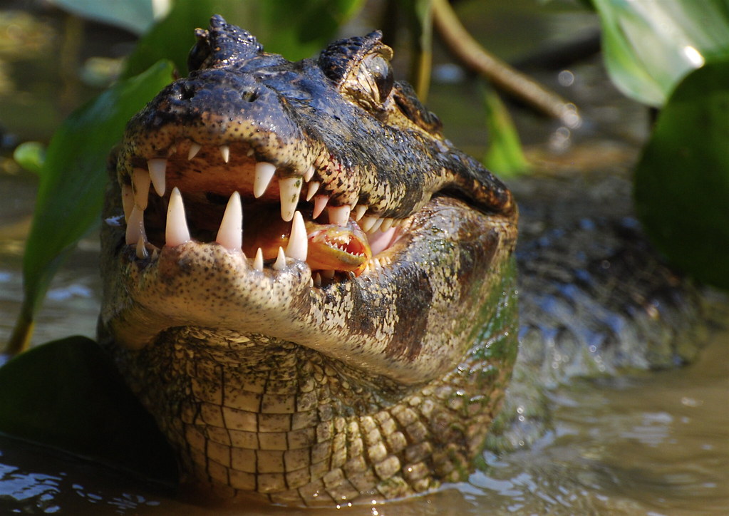 Крокодил самый опасный хищник. Самые опасные животные в мире. Самыеопаное животные в мире.