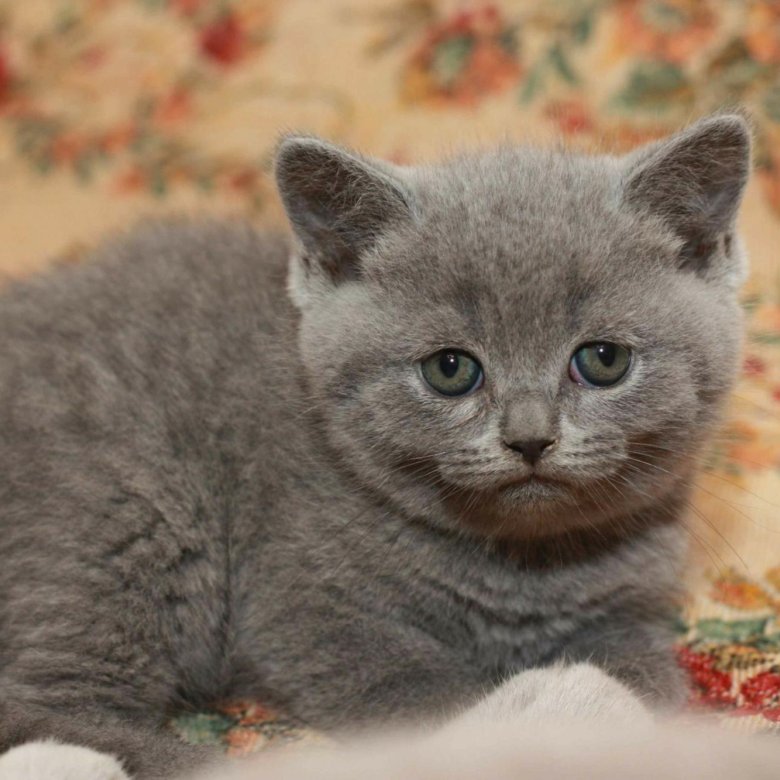 Фото британских кошек серого окраса прямоухих