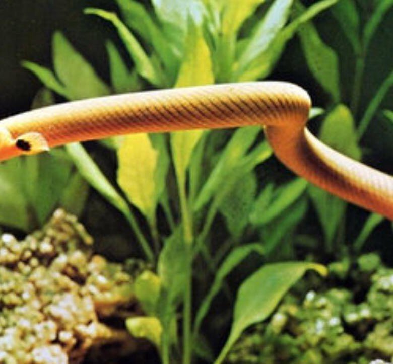 Змея в аквариуме. Каламоихт калабарский рыба-змея. Каламоихт аквариумная рыбка. Рыба змея аквариумная каламоихт. Калабарский каламоихт 20-25см..