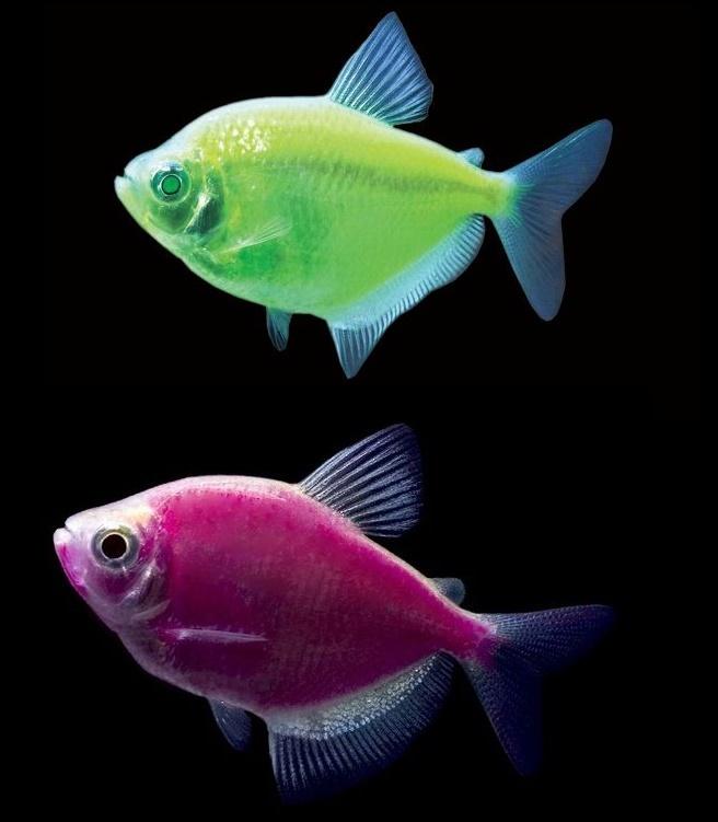 Тернеции отличить самку. Рыбки Тернеция гло. Тернеция Карамелька зеленая. Барбус глофиш. Тернеция аквариумная рыбка.