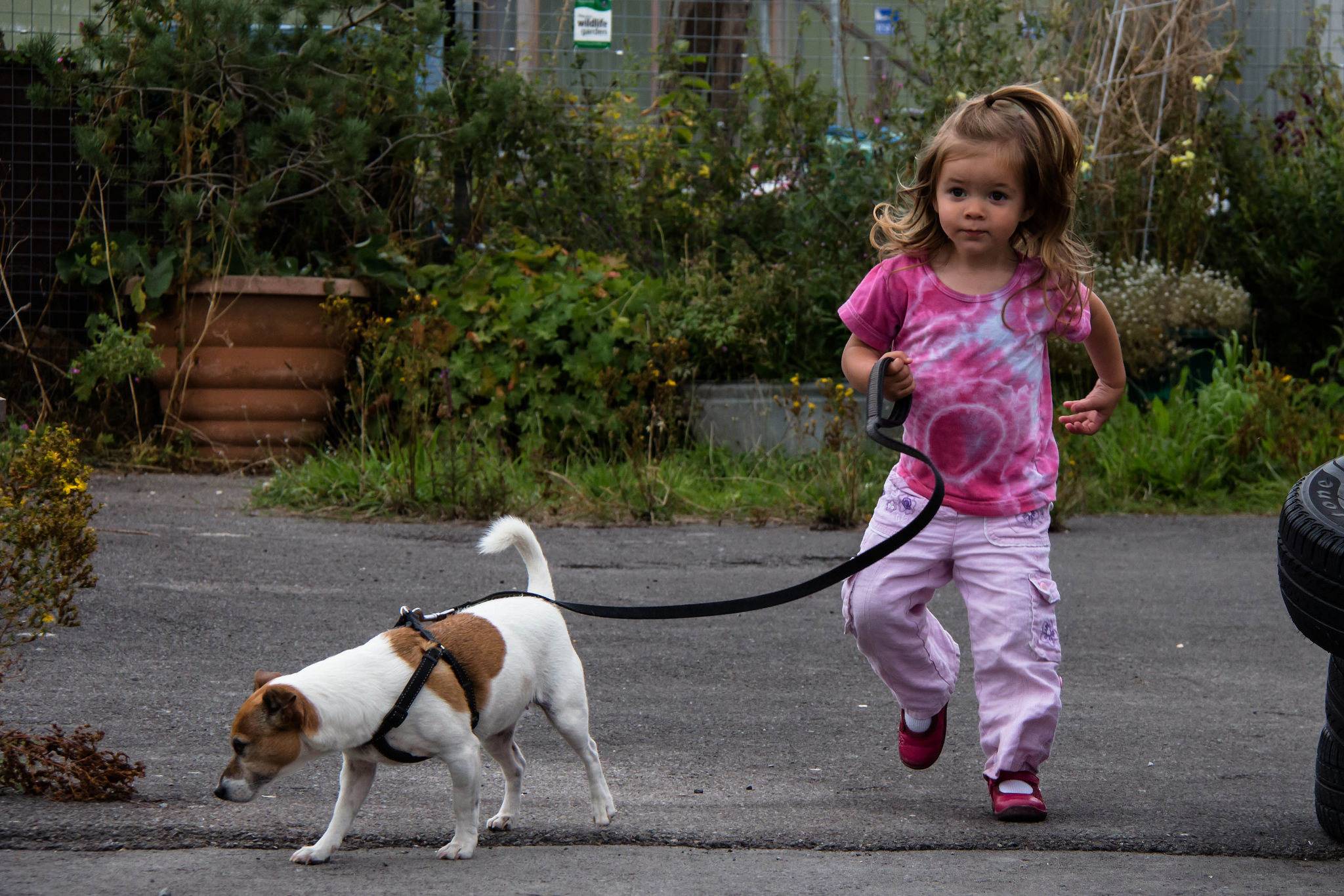 Собака для ребенка 8 лет. Лучшие собаки для детей. Небольшие собаки для детей. Маленькие собаки для детей. Прогулка с собакой.