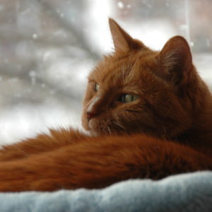 orange-cat-in-winter-givin
