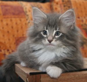 Norwegian forest cat grey and white CATS VENTURE