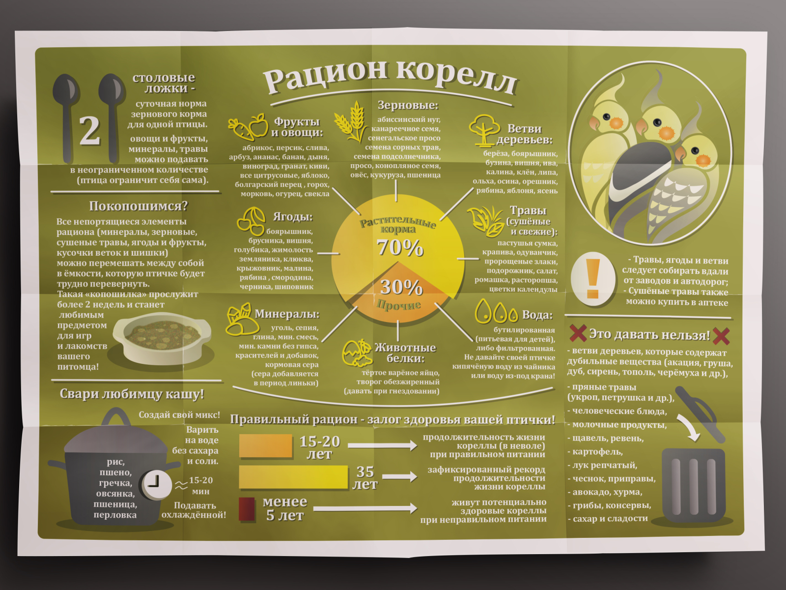 Кроме корма. Рацион питания кореллы. Рацион питания для попугая Карела. Рацион кореллы таблица. Что нельзя давать кореллам.