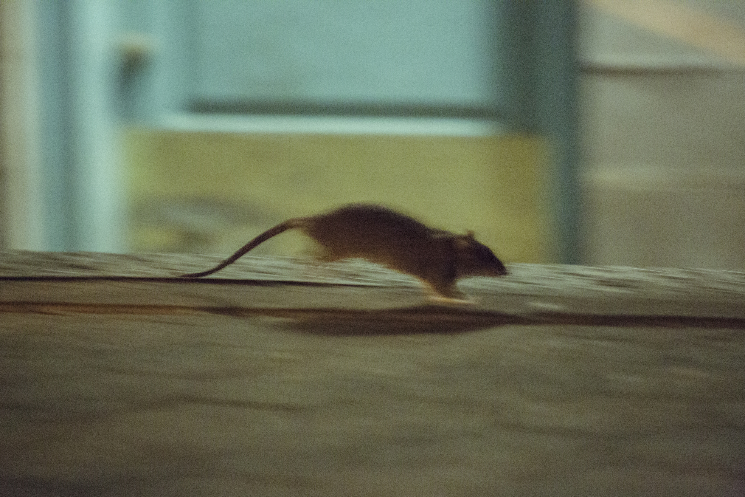 Видео где бегает мышка. Крыса бежит. Мышка бежит. Мышь убегает. Мышь прыгает.