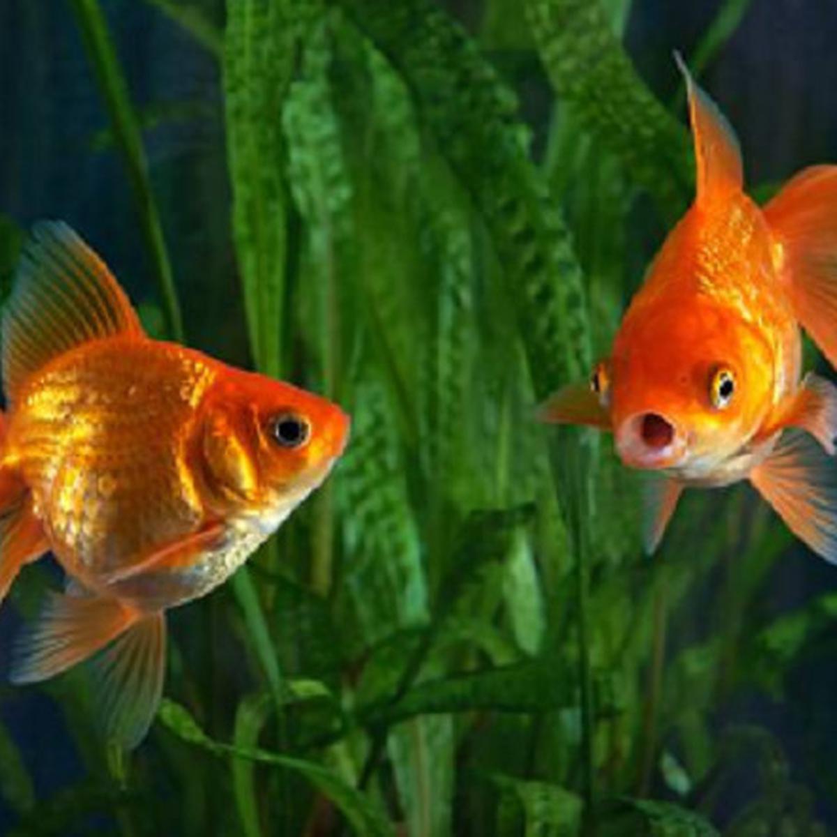 Увидел рыбок в аквариуме. Золотая рыбка Риукин красный. Рыбка Риукин красный. Рыбка Риукин красный самец. Золотая рыбка в аквариуме.