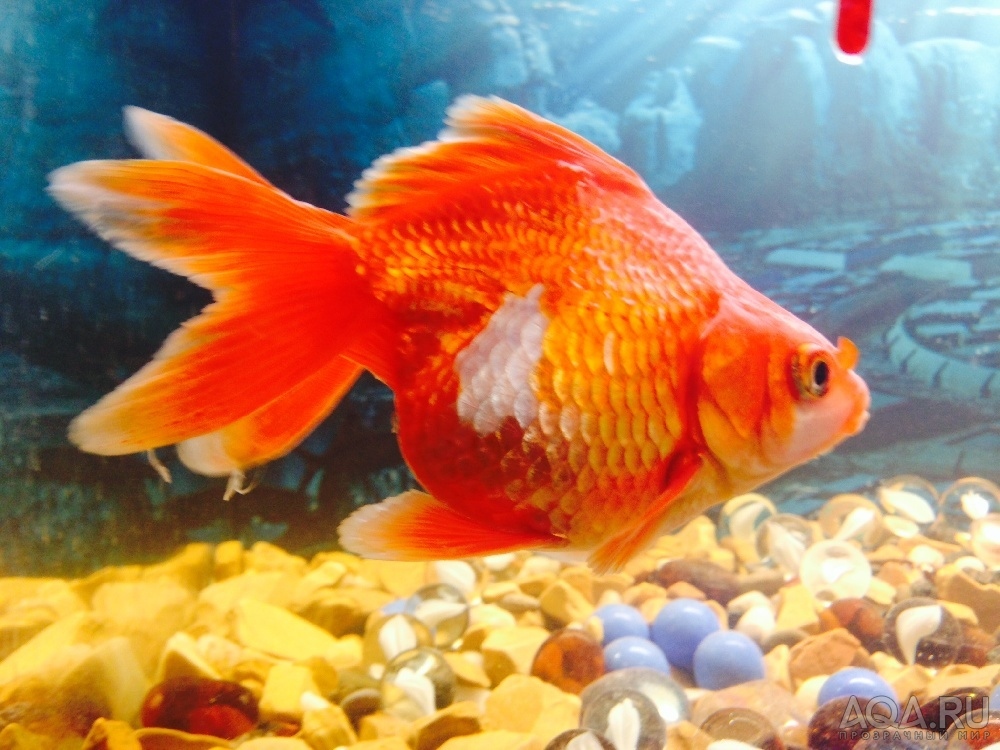 Фото цветов золотая рыбка. Риукин рыбка аквариумная. Риукин малёк. Золотая рыбка рюкин. Рыбка Риукин красный.