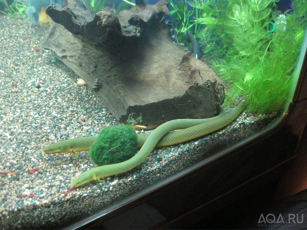 Змея в аквариуме