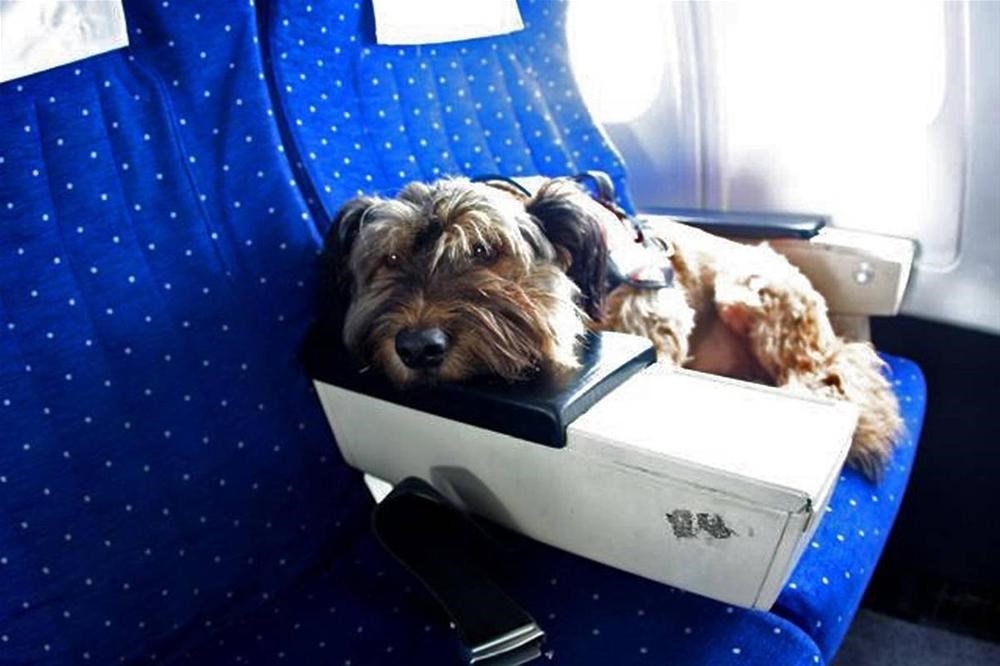 Как провезти собаку в поезде. Авиаперевозка животных. Собака в самолете. Йоркширский терьер в самолете. Путешествие с собакой.