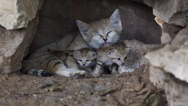 Барханные кошки в сафари-парке Рамат-Ган, Израиль