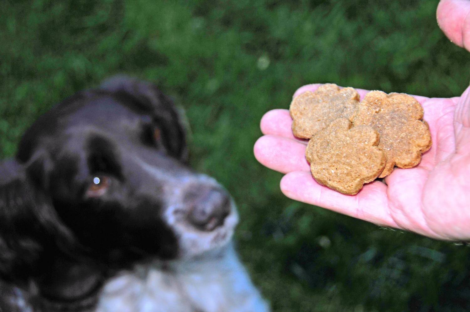 Можно собакам картошку. Корм для собак. Собачья еда. Диетотерапия животных при заболеваниях печени.