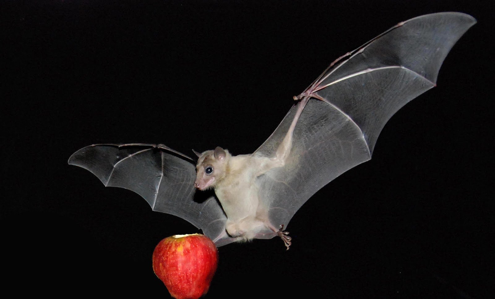 Фруктовая мышь. Крылан фруктоед. Крылан Нильский\Egyptian Fruit bat. Летучая мышь. Летучая мышь которая питается фруктами.