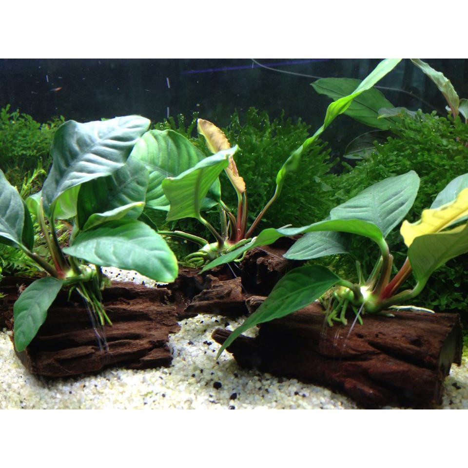 анубиас аквариумное. анубис и анкх. анубис нежить. сехем анубис. египетский бог египта анубис.