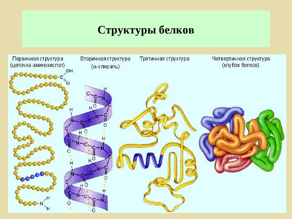 Белки группа соединения. Структура белков первичная вторичная третичная четвертичная. Органические соединения белки строение.структура. Органические вещества клетки белки строение.
