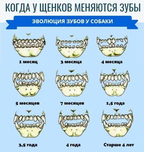 Определить возраст собаки по фото