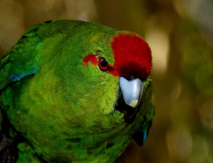 новозеландский попугай какарик