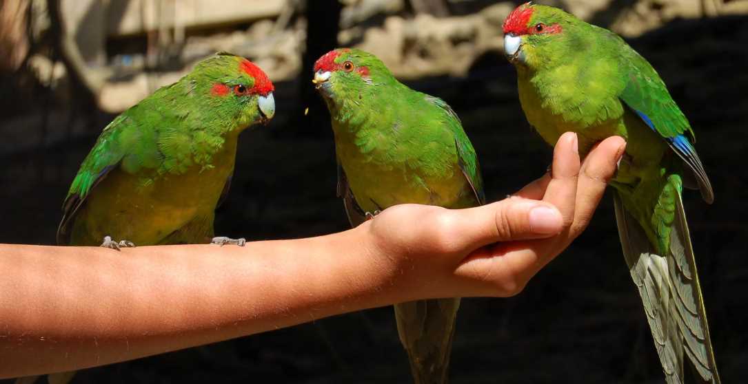 какарики попугаи 
