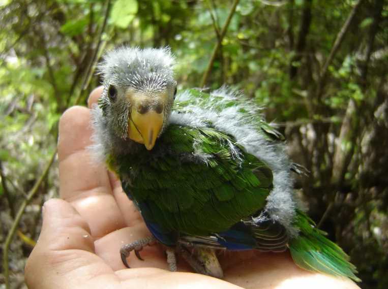 как определить возраст попугая какарика