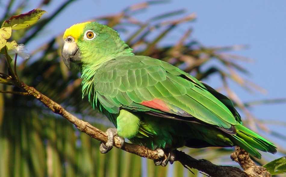 новозеландский попугай какарик