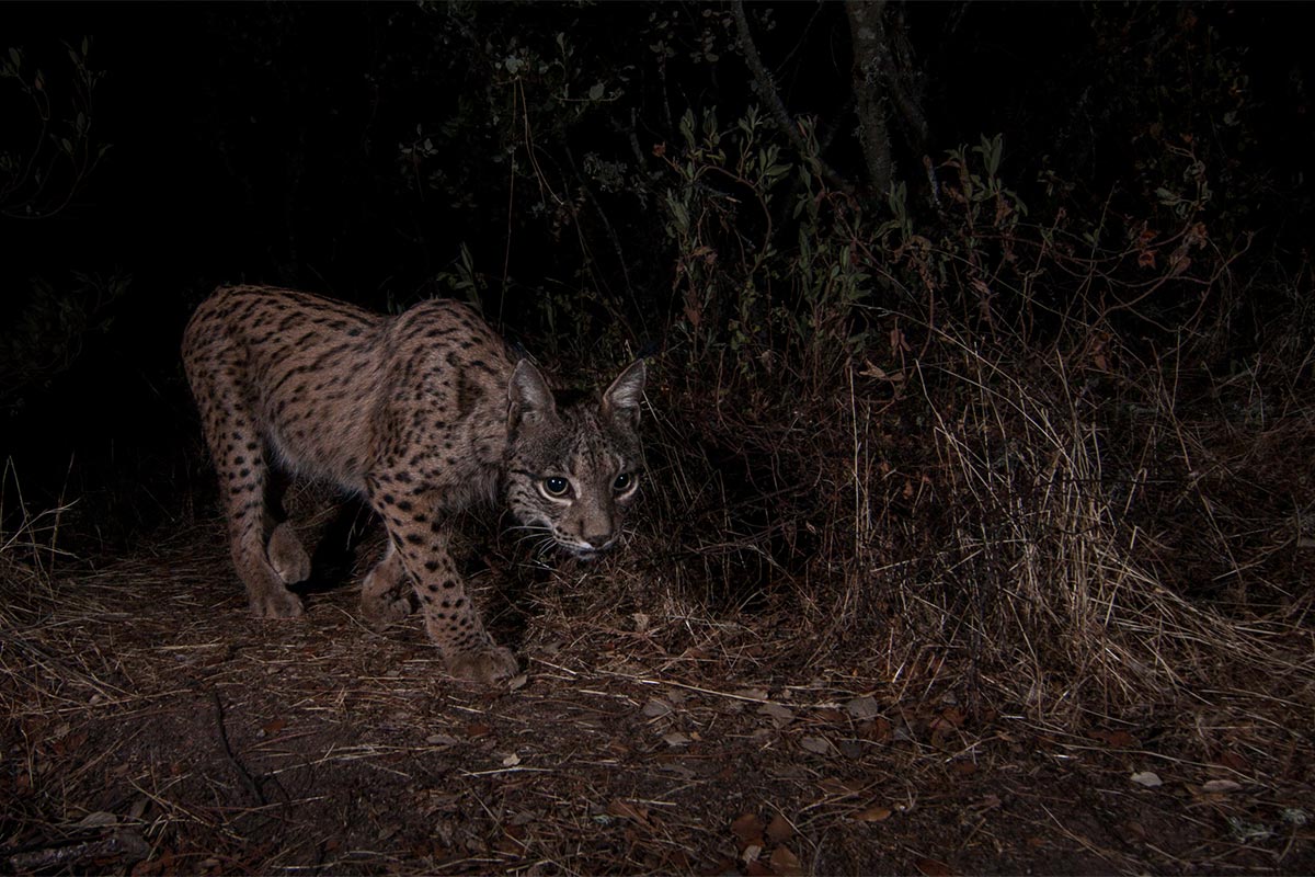 Luke Massey - Conjour - Iberian Lynx - Wildlife Photography - Feature