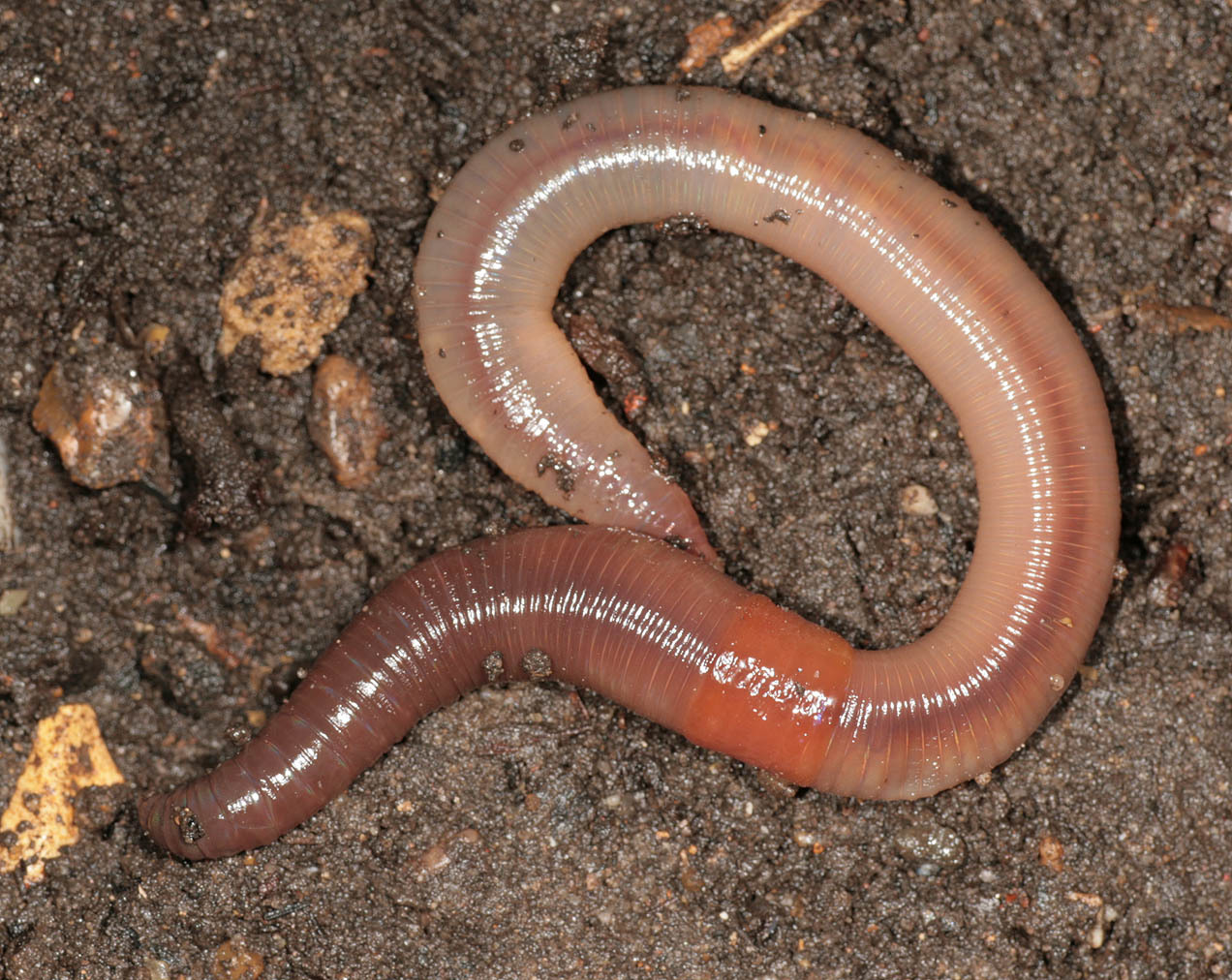 Что едят червяки дождевые. Червь Земляной (Lumbricus terrestris). Кольчатые черви дождевой червь. Малощетинковые кольчатые черви.
