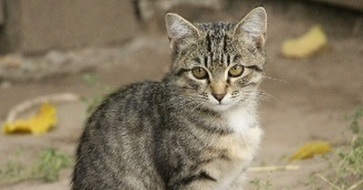 метис бенгальской кошки