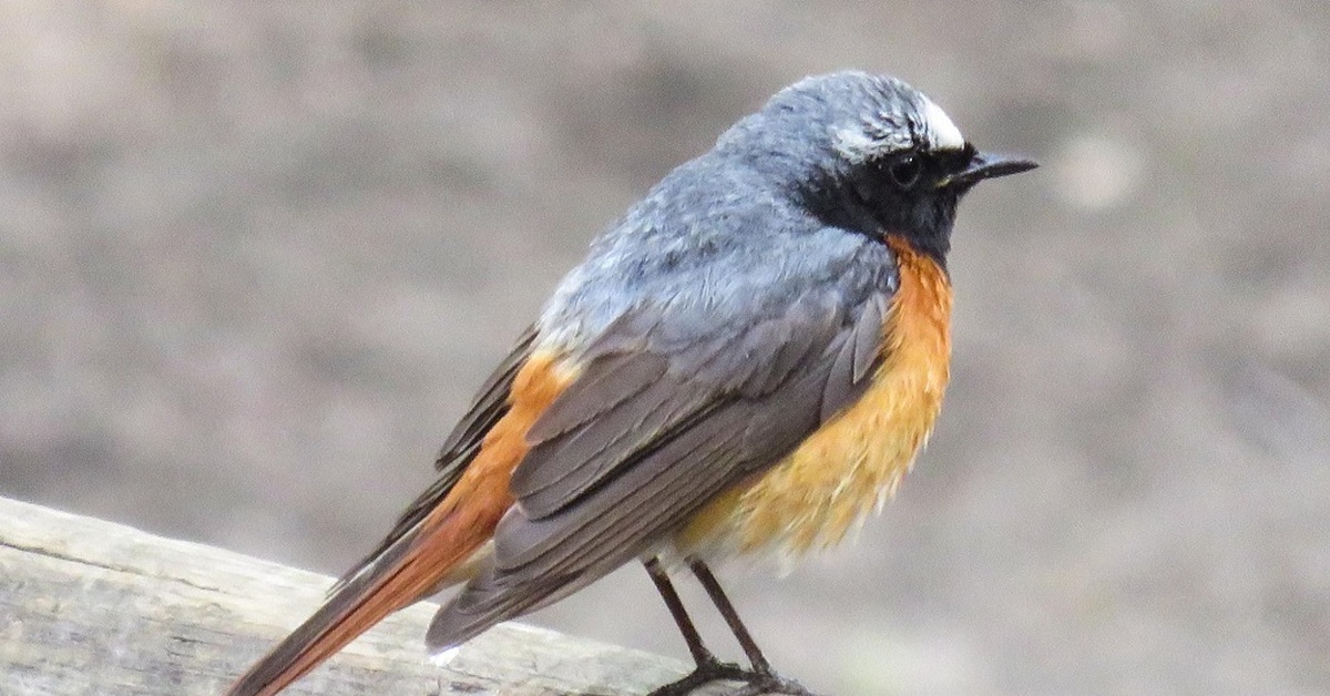 Маленькая птичка с оранжевой грудкой похожая на воробья название и фото