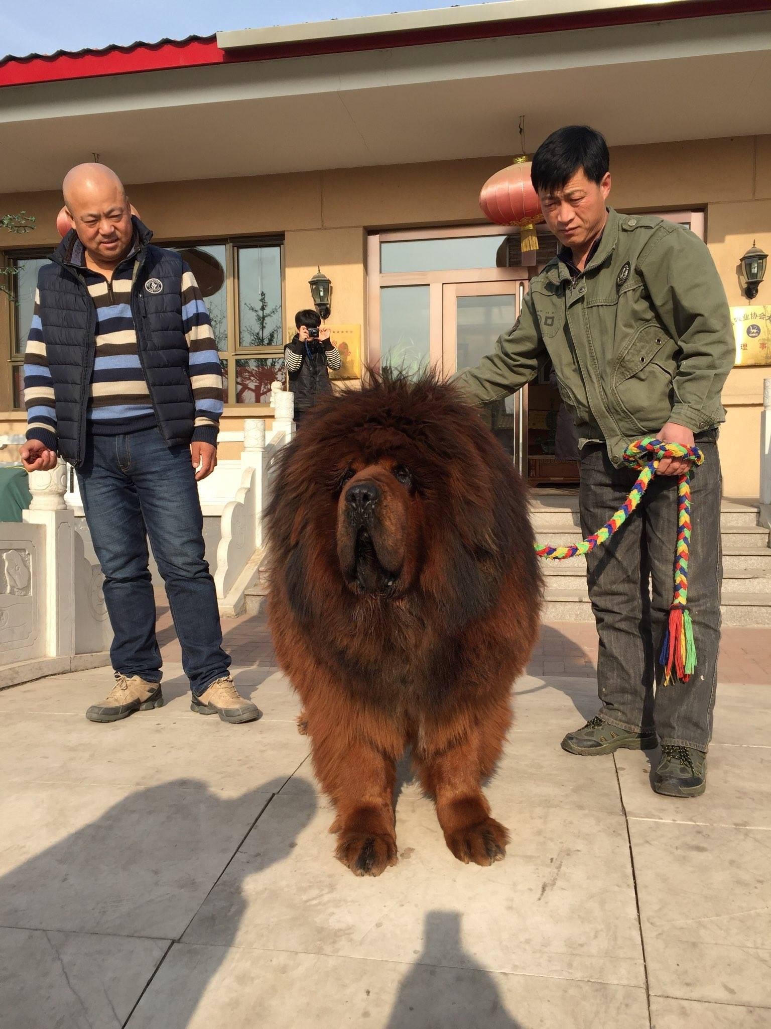 Тибетский мастиф щенок фото с человеком