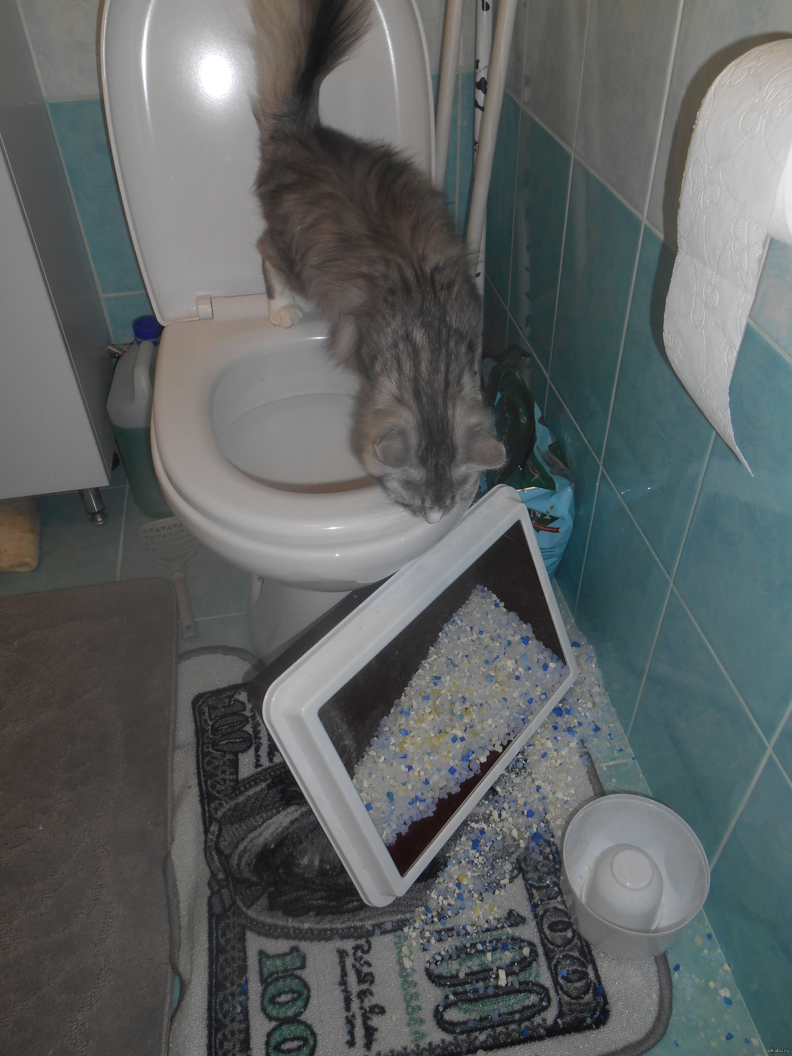кошка начала ходить в туалет на кровать