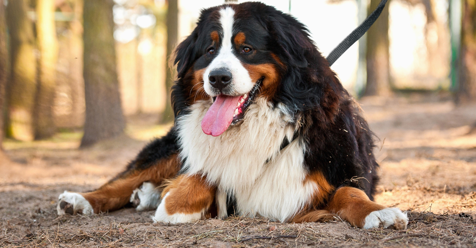 Large tan, black and white Bernese Mountain Dog laying on a forest floor.