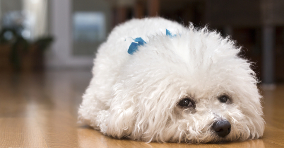 White Bichon Frise puppy lying on a hardwood