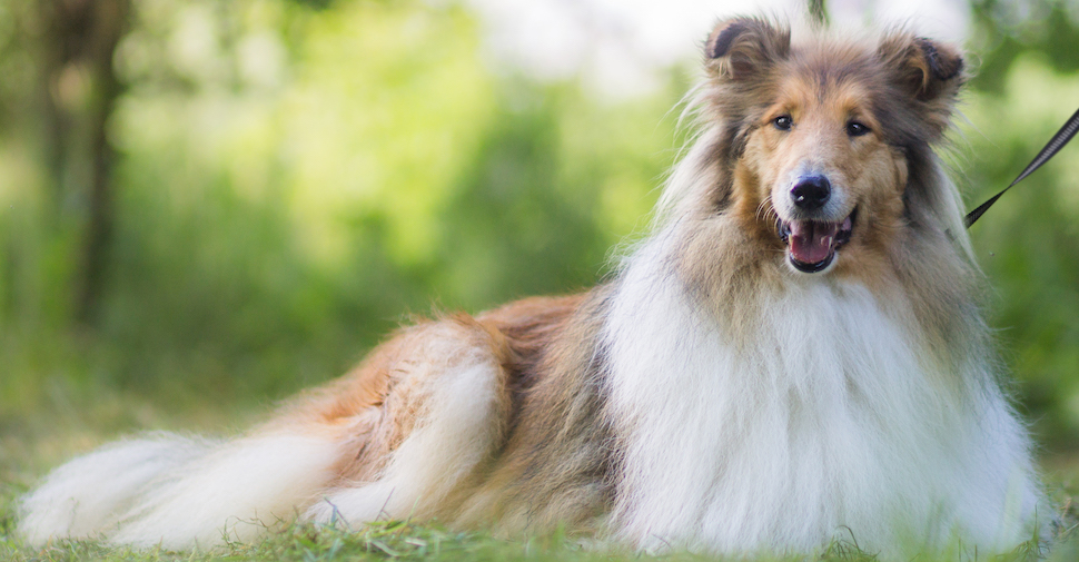 Fluffy large breed, tan and white Collie adult dog laying on green grass.