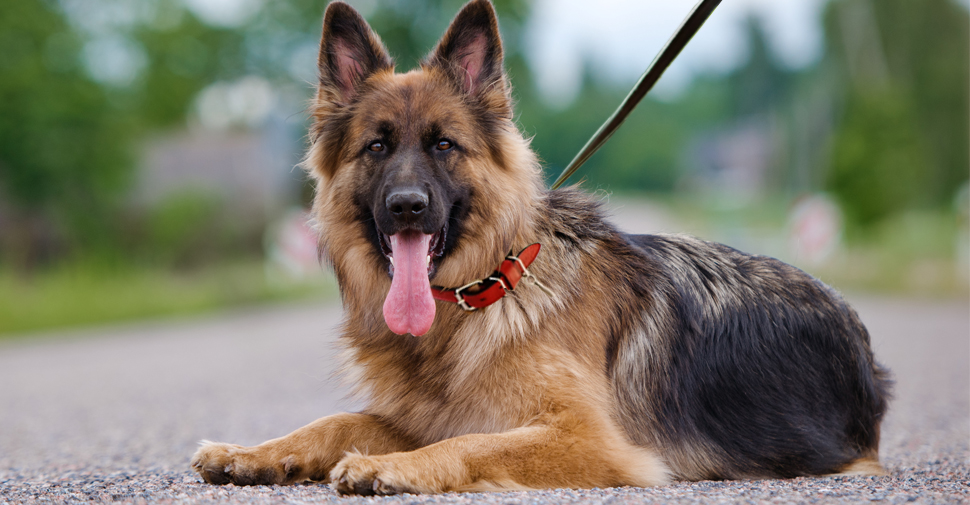 Large breed tan and black German Shepherd adult dog, tongue-out and lying on outdoor concrete pathway after walk.