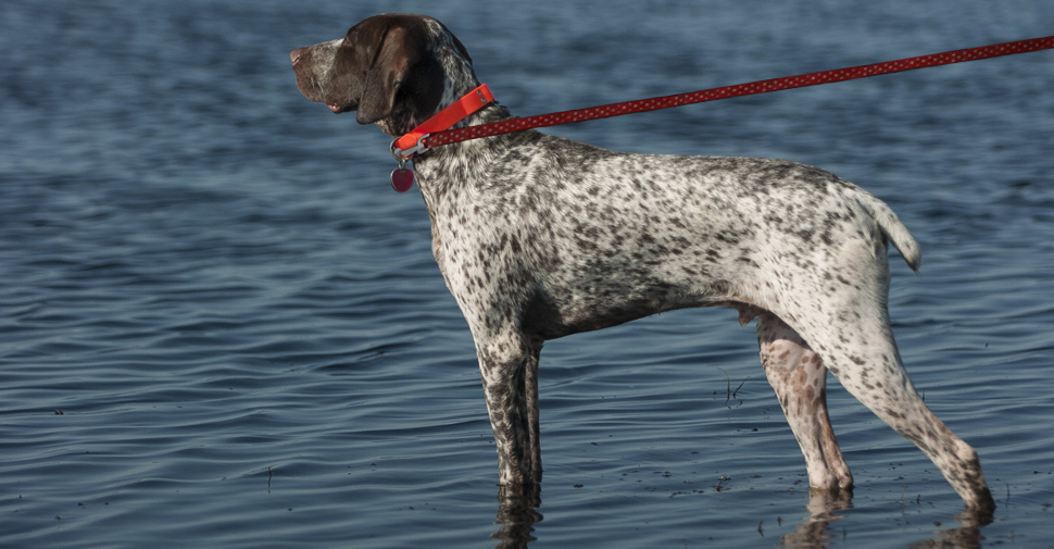 Side profile of brown and white spotted large breed German shorthaired pointer dog standing in water’s edge looking out over lake.