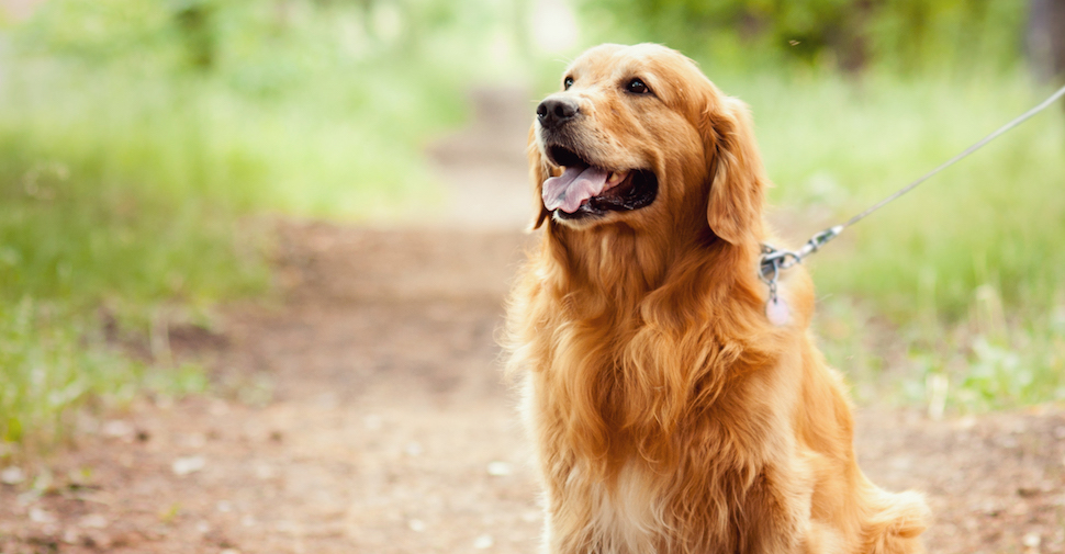 Blonde large dog breed, Golden Retriever resting on a forest path while on an outdoor walk
