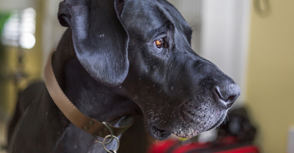 Close up of black, giant dog breed Great Dane with gray muzzle turned sideways.