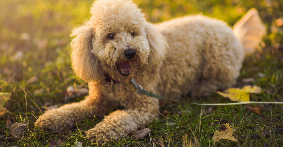 Blonde Standard Poodle large dog breed laying on grass in park.