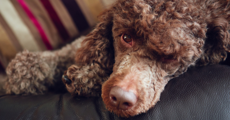 Brown Poodle lying on a couch