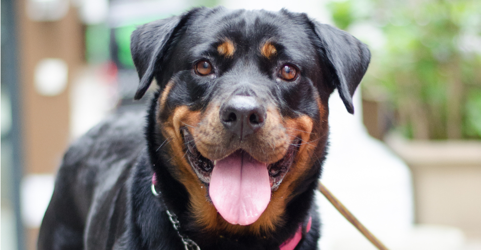 Close up of large breed, shiny black and tan German Rottweiler dog with floppy ears and happy, smiling face.