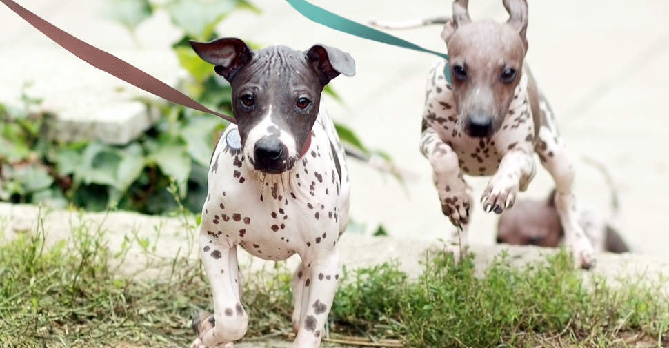 Small, hairless dark gray and white and brown and white spotted dogs running outdoors and jumping over patches of long grass.