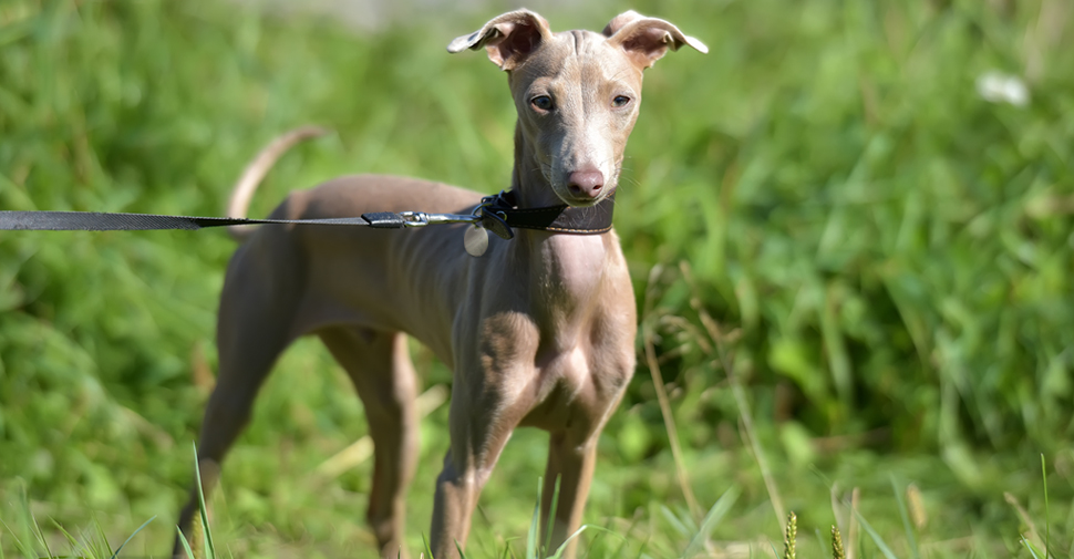 Small taupe and gray hairless dog breed called, Argentine Pila with floppy ears standing in long green grass.