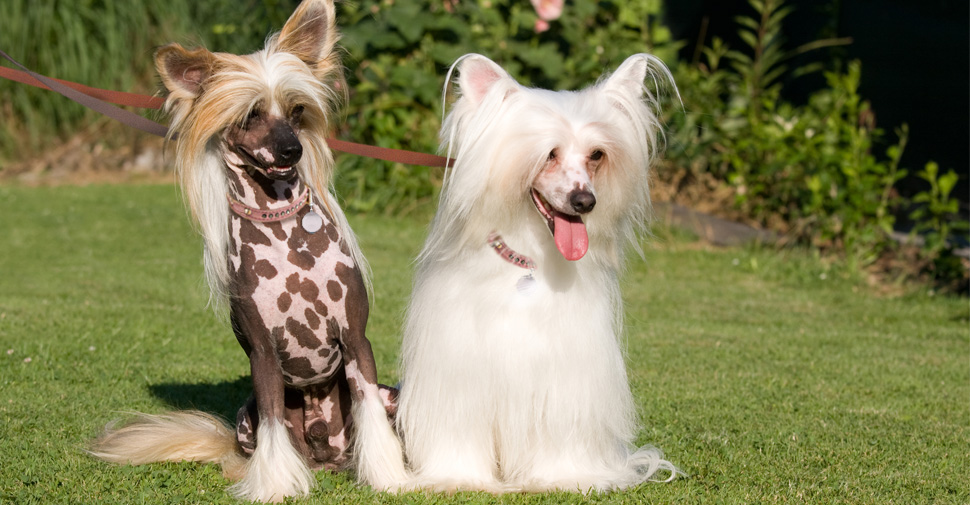 Three hairless gray and white skin tone Chinese Crested dogs sitting together on green grass.