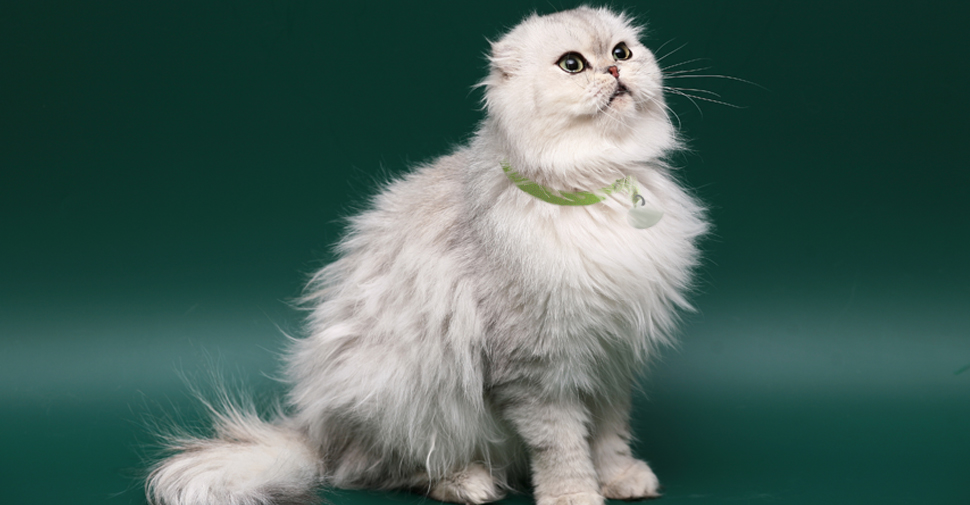 Fluffy Scottish Fold cat looking up and to the right.