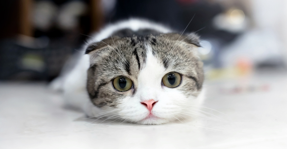 Cute Scottish Fold kitten, looking sweetly at the camera