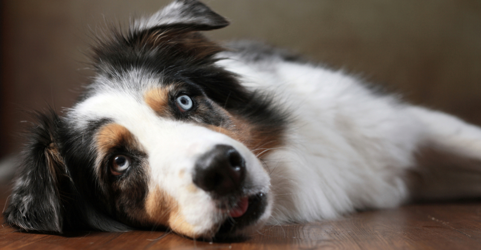 Fluffy blue merle Australian Shepherd resting on the floor