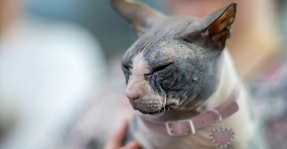 Content, hairless Donskoy cat, with its eyes closed