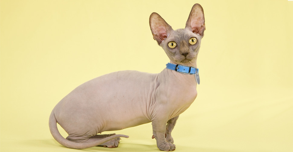 Small Minskin Hairless cat with yellow eyes and tan skin.